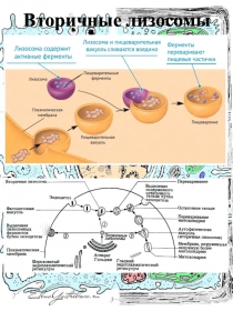 Раздаточный материал по теме: Эукариотическая клетка_Вторичные лизосомы