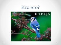 Презентация по ИЗО Сказочная птица 2 класс, для обучающихся 1-2 вида