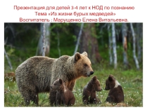 Презентация к НОД по познавательному развитию Из жизни бурых медведей