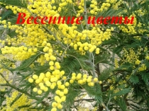 Презентация для дошкольников Весенние цветы