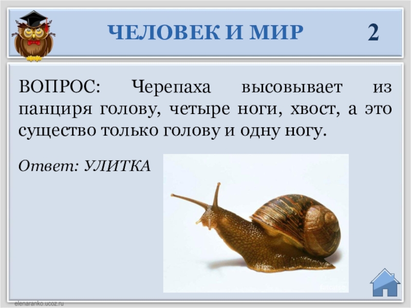 Вопрос черепаха. Черепаха высовывает голову из панциря. Сколько ног у улитки ответ. Вопрос про улитку. Черепаха высовывает голову из панциря в профиль.