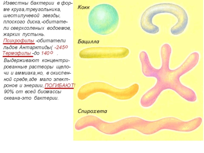 Бактерии доклад. Как нарисовать бактерии с названием. Из чего состоит бактерия 5 класс СССР.
