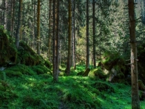 Презентация по Английскому языку 2 класс Magic forest