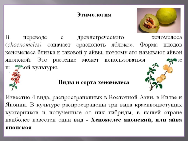 Значение слова яблоко. Яблоко этимология. Этимология слова яблоко. Айва презентация. Яблоко происхождение слова этимология.