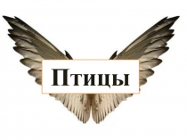 Птицы рядом с нами