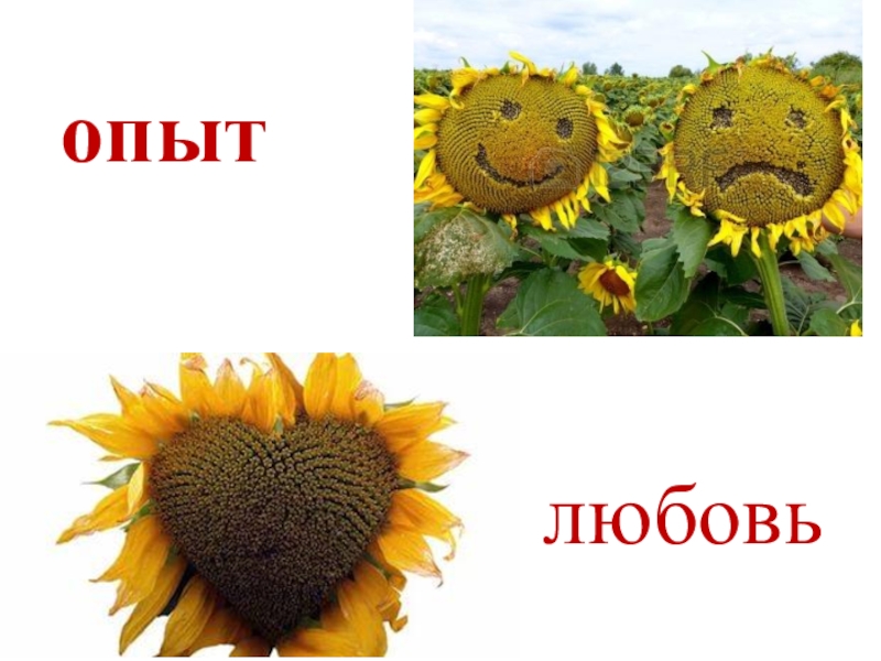 Достижение планируемых результатов НОО любовьопыт любовьопыт