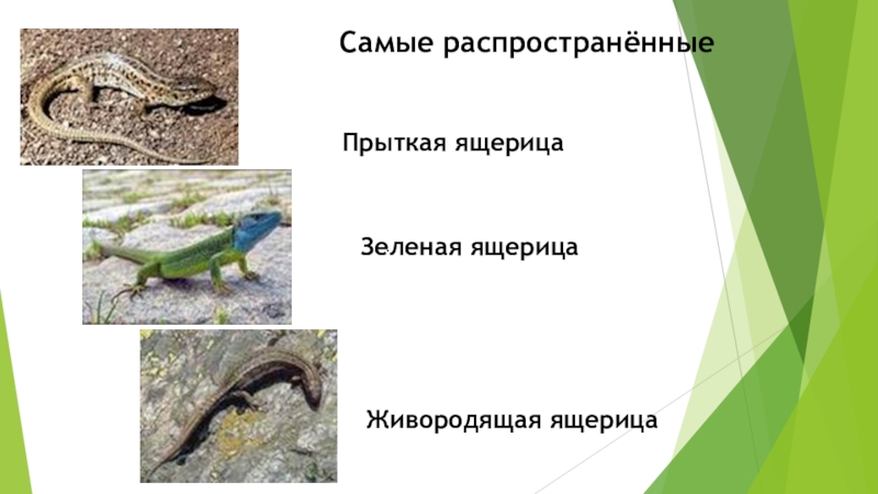 Какой тип развития характерен для ящерицы