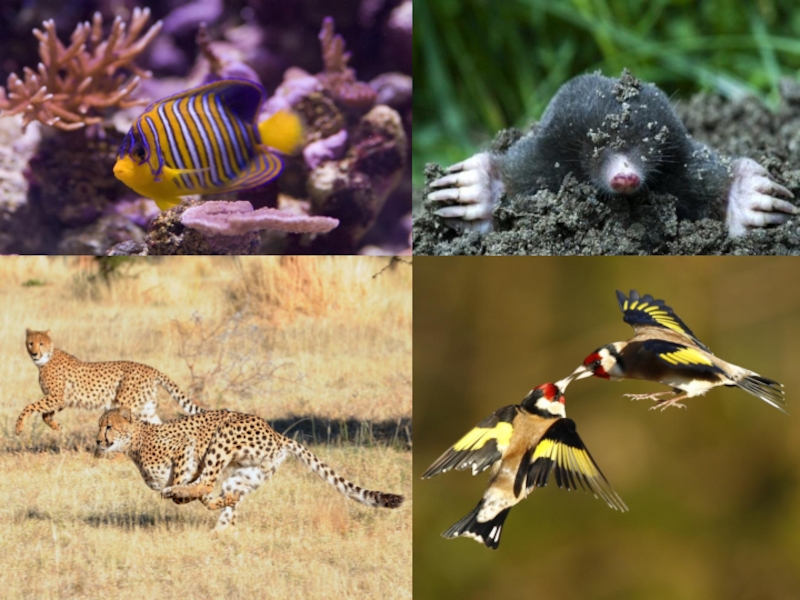 Наземно воздушные обитатели примеры. Среды обитания животных. Животные по средам обитания. Наземно воздушные животные. Наземные обитатели.