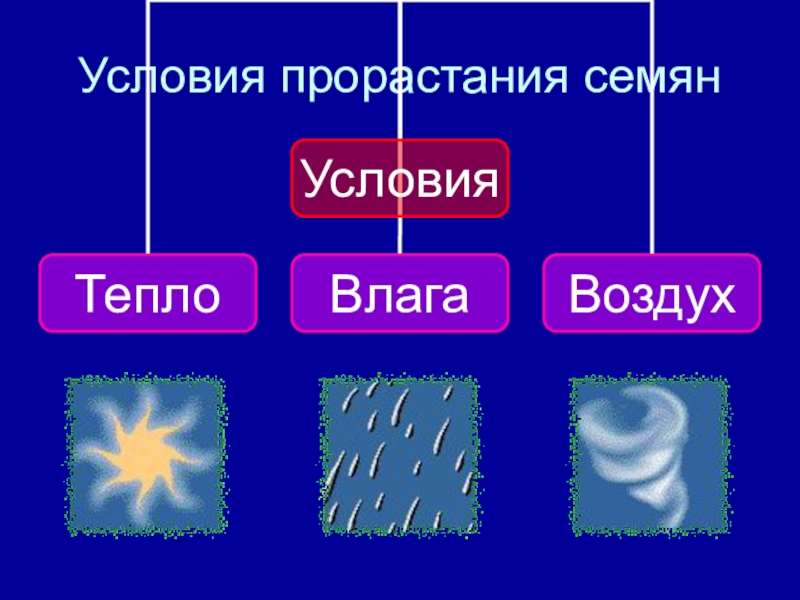 Условия прорастания семян.