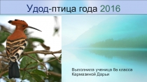 Презентация Птица года удод