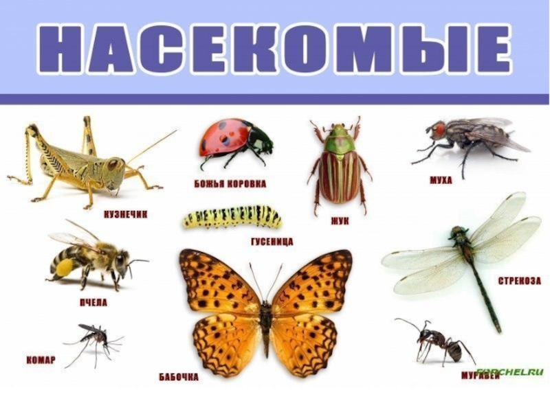 Виды насекомые список. Насекомые для дошкольников. Плакат. Насекомые. Насекомые плакат для детей. Насекомыеэ с названиями.