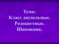 Презентация к уроку по теме: Класс двудольные. Розоцветные. Шиповник