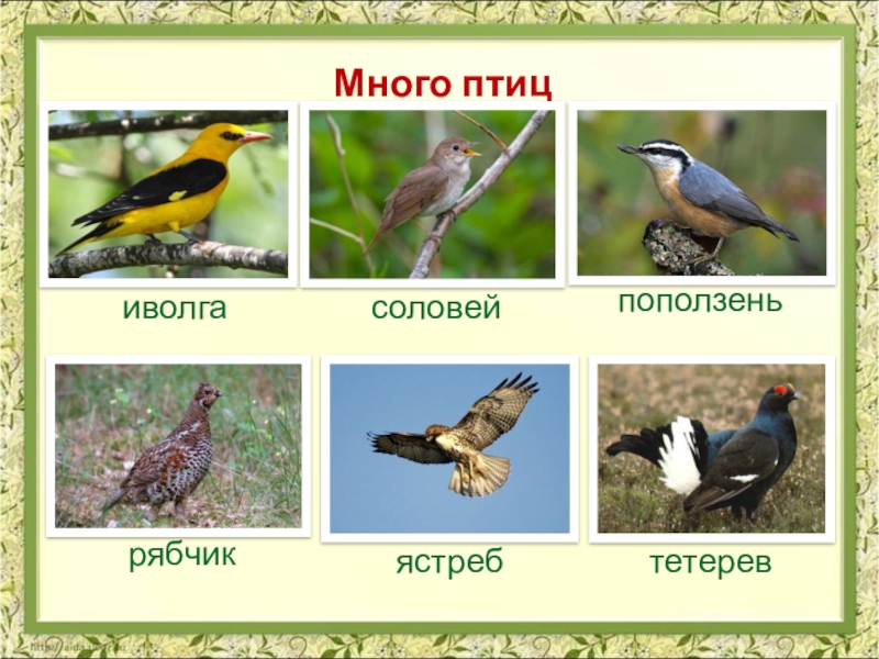 Соловей иволга. Птицы в смешанных лесах. Птицы широколиственных лесов. Птицы в лесу 4 класс. Птицы в широколиственных лесах.