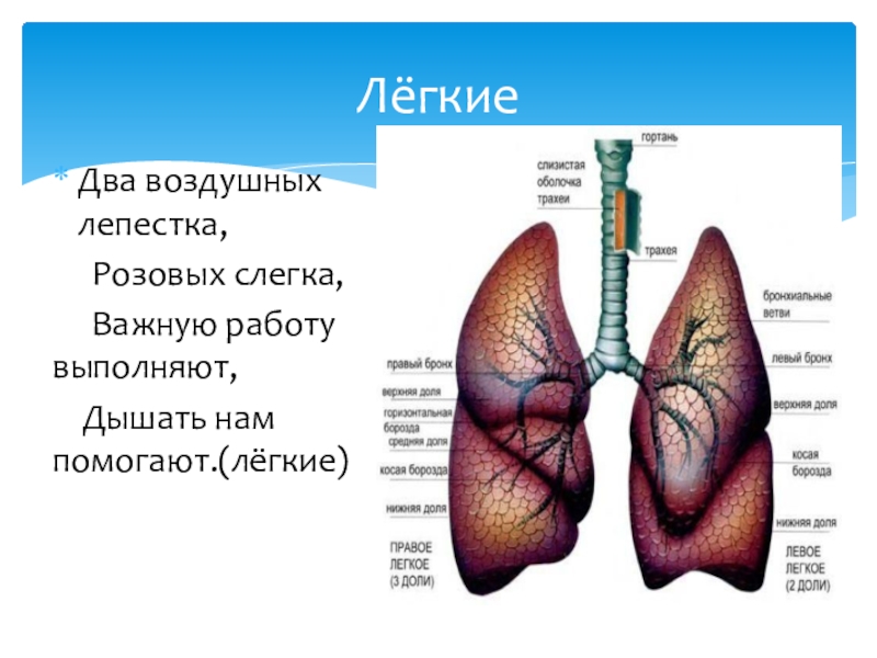 Легкие в два раза легче. Лёгкие человека 2 класс. Презентация про легкие 2 класс. Легкие 2 класс.