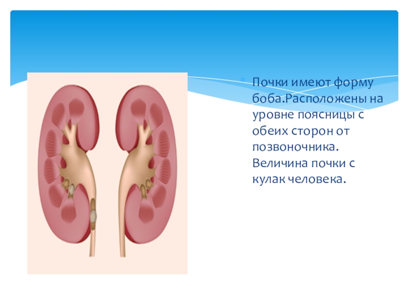 С обеих сторон. Почки расположены на уровне поясницы. Строение тела человека 2 класс почки. Что такое почки 3 класс. Почки расположены на одном уровне.