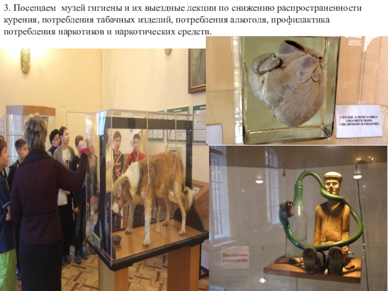 Презентация Своё здоровье надо беречь собственными усилиями. Если ты не готов изменить свою жизнь, тебе невозможно помочь Гиппократ . 3. Посещаем музей гигиены и их выездные лекции по снижению распространенности 3. Посещаем музей гигиены и их выездные лекции по снижению распространенности курения, потребления табачных изделий, потребления алкоголя,
