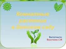 Комнатные растения в детском саду
