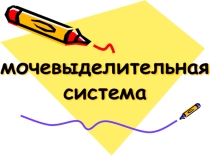 Презентация Мочевыделительная система (8 класс)