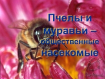 Пчёлы и муравьи 7 класс