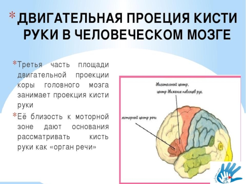 Пальцы рук и мозг. Центры моторики движения в коре головного мозга. Проекция кисти руки в головном мозге. Отдел мозга отвечающий за руки. Зоны мозга отвечающие за речь и мелкую моторику.