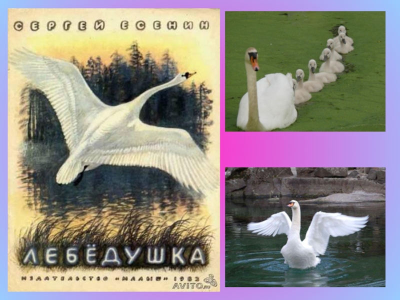 Презентация по литературному чтению на тему Лебёдушка С.А.Есенин (4 класс)