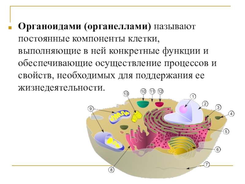 Назовите органоиды клетки и их функции рассмотрите рисунок 6