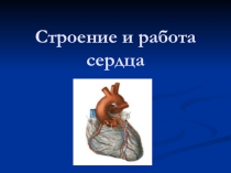 Презентация по биологии 8 класс по теме Строение и работа сердца