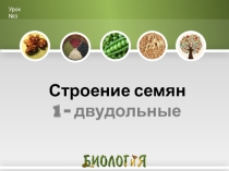 Презентация к уроку биологии по теме Строение семян. Двудольные