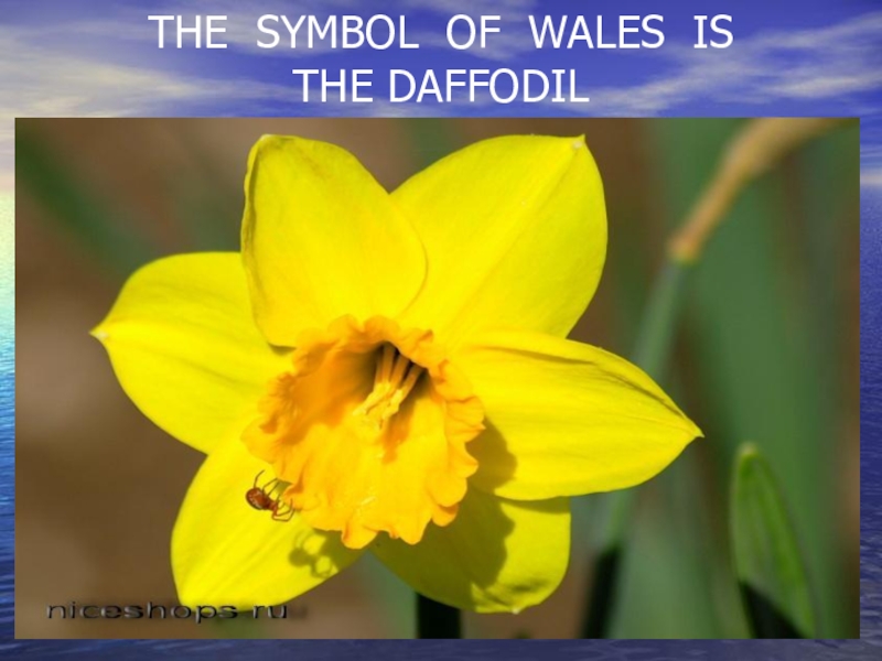 Daffodil symbol