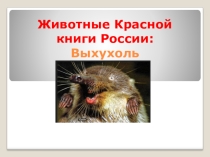 Животные Красной книги России. Выхухоль