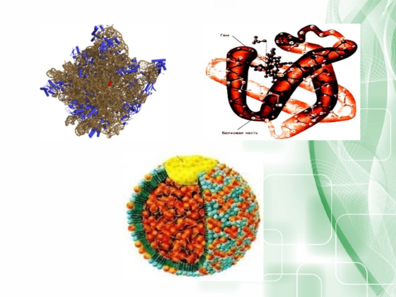 Белки биология картинки для презентации