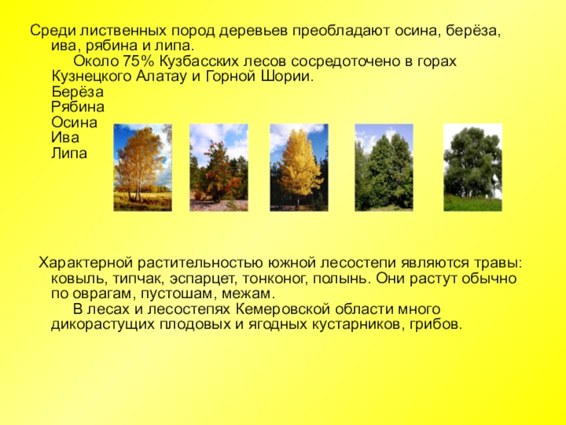 Преобладают хвойные деревья природная зона. Лиственные леса Кузбасса. Деревья Кемеровской области. Деревья Кемеровской области названия. Лиственные породы древесины.