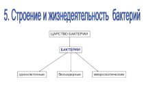 Презентация- опорная схема к уроку Строение и жизнедеятельность бактерий 5 кл биология
