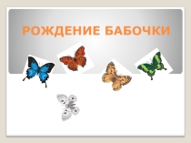 Презентация Рождение бабочки  поэтапно