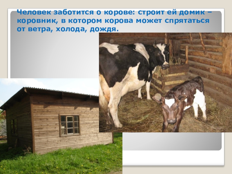 Как в народе называют корову. Корова живет в коровнике. Кто заботится о домашних животных. Забота о корове. Человек заботится о корове.