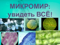 Презентация по биологии Микромир