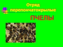 Пчелы