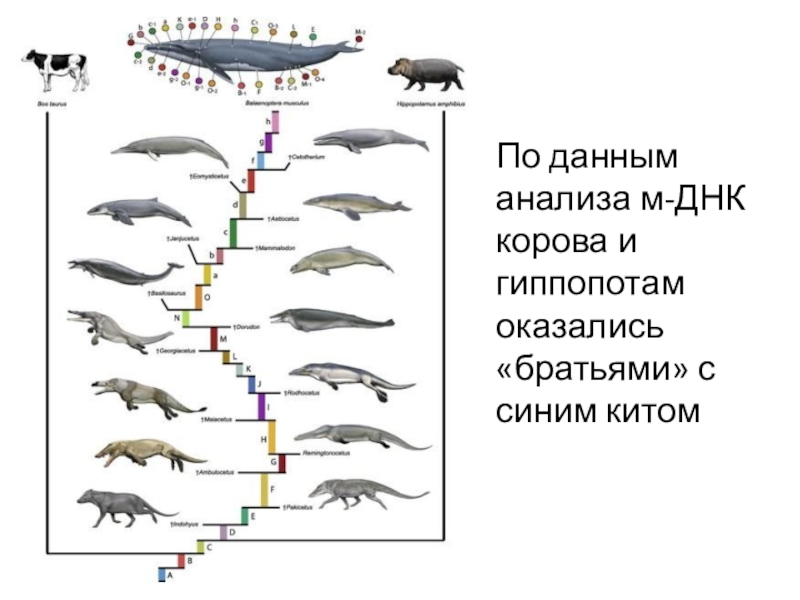 Эволюция кита презентация