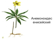 Презентация по географии на тему Растения Красной книги Иркутской области