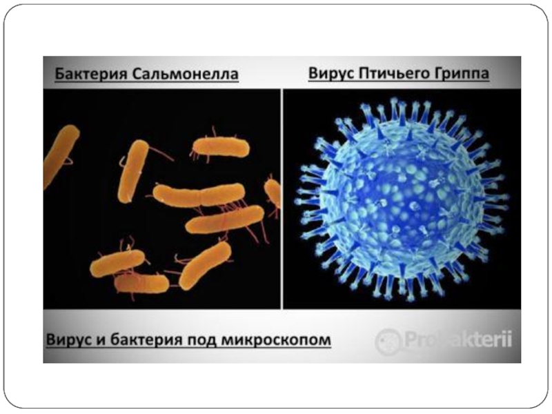 Различие вирусов. Вирусы отличаются от бактерий. Различия вируса от бактерии. Бактерии и вирусы под микроскопом. Вирусы и бактерии в чем разница.