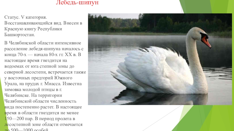 занесен ли лебедь в красную книгу. лебедь шипун занесен в красную книгу. занесен ли лебедь в красную книгу. занесен ли лебедь в красную книгу. лебедь шипун татарстан.