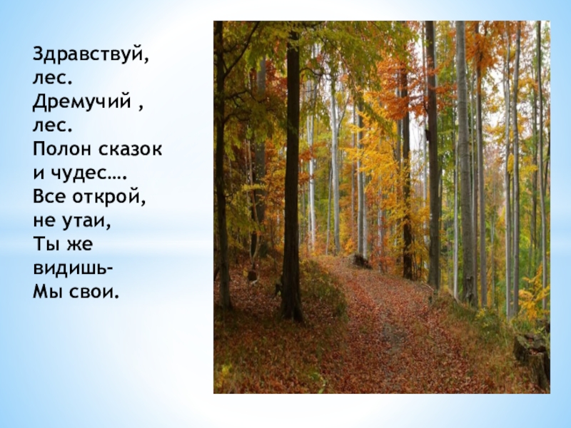 Почему лес называют дремучим. Здравствуй лес дремучий лес. Здравствуй лес дремучий лес полный сказок и чудес. Здравствуй лес дремучий лес полный сказок и чудес стих. Стихи о дремучем лесе.