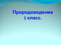 Презентация. Окружающий мир. Деревья, кустарники, травы.