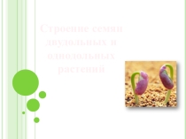 Строение семени