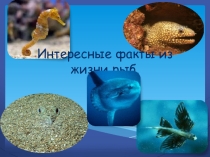 Презентация для внеклассного мероприятия на тему  Интересные факты о рыбах.