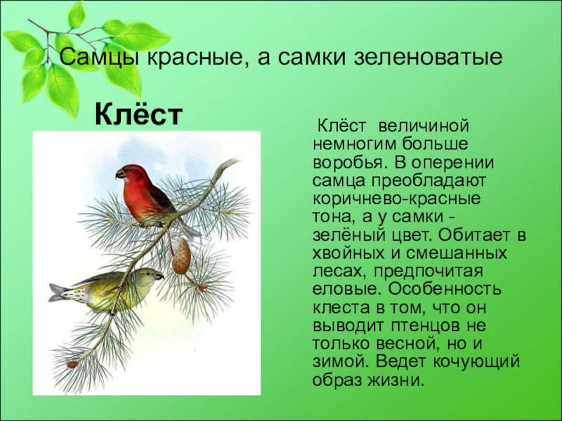 Красная книга кузбасса презентация