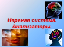 Презентация по теме Нервная система