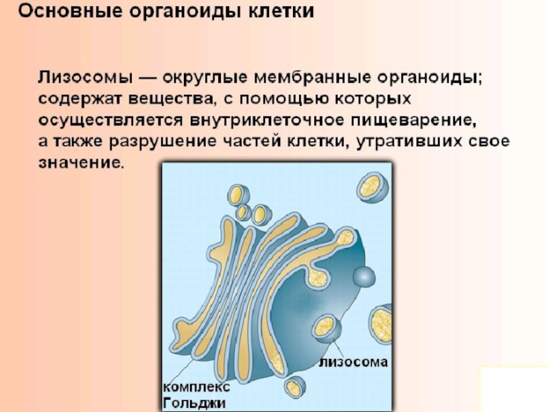 Презентация клеточное строение организма 8 класс презентация