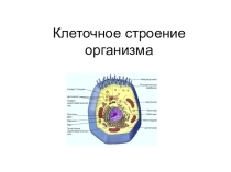 Презентация по биологии 8 класс по теме Клеточное строение организма