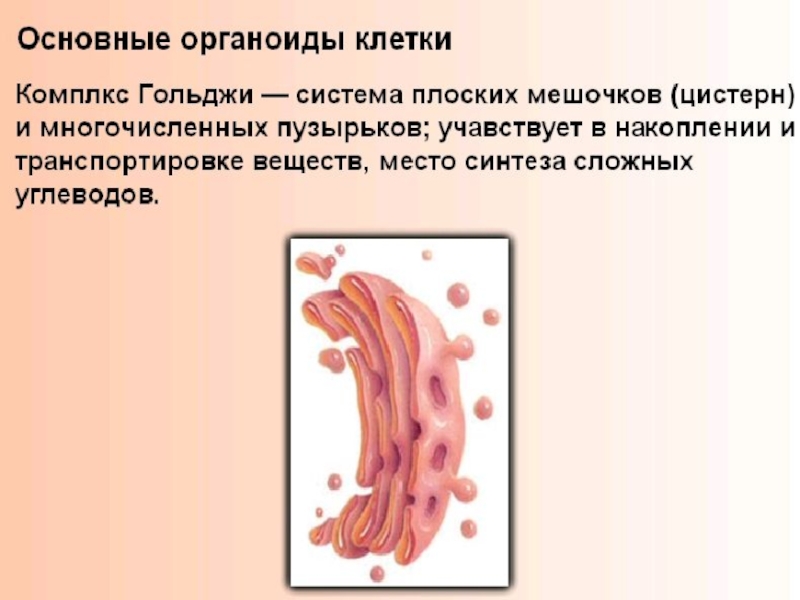 Презентация клеточное строение организма 8 класс презентация